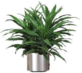 download indoor house plants for free